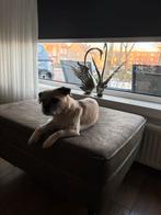 Lief hondje en speels, Dieren en Toebehoren, Honden | Niet-rashonden, Rabiës (hondsdolheid), 1 tot 2 jaar, Teef, Eén hond