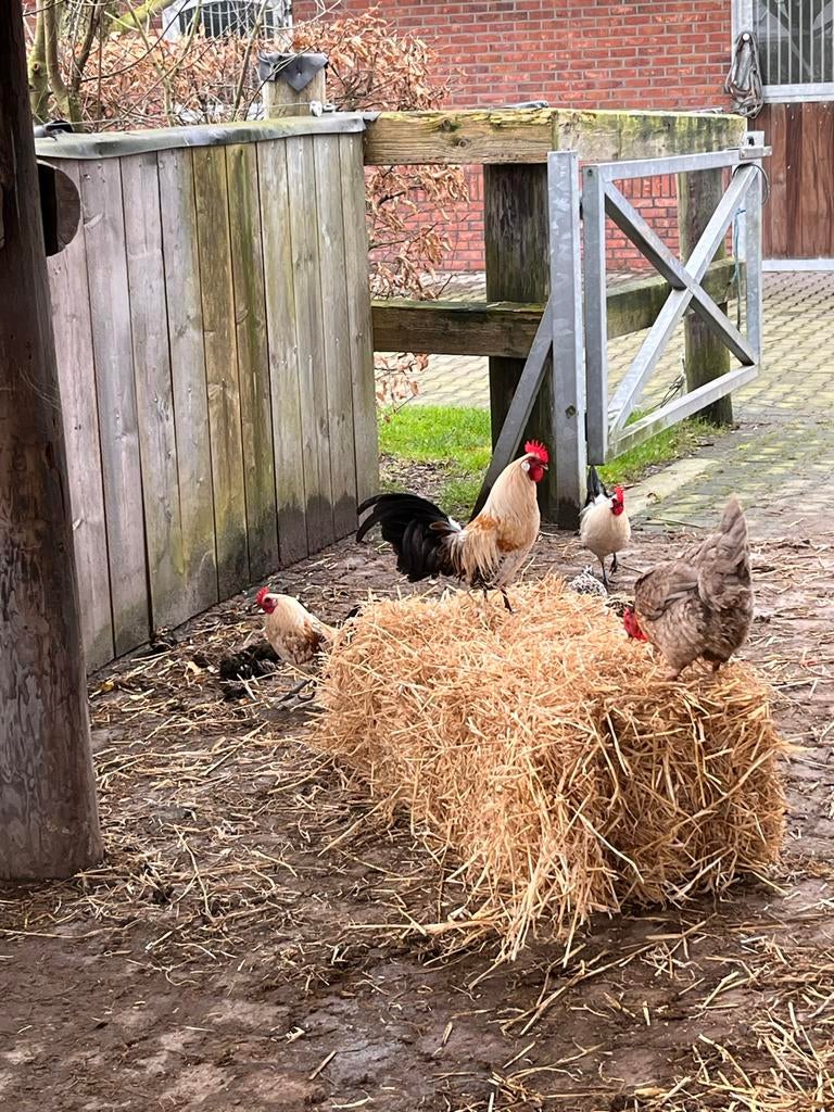 3 Citroenpel haantjes gratis friese hoen, Mannelijk, Kip