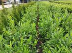 Haagplanten prunus laurier coniferen, Tuin en Terras, Planten | Struiken en Hagen, Ophalen, Laurier, 100 tot 250 cm