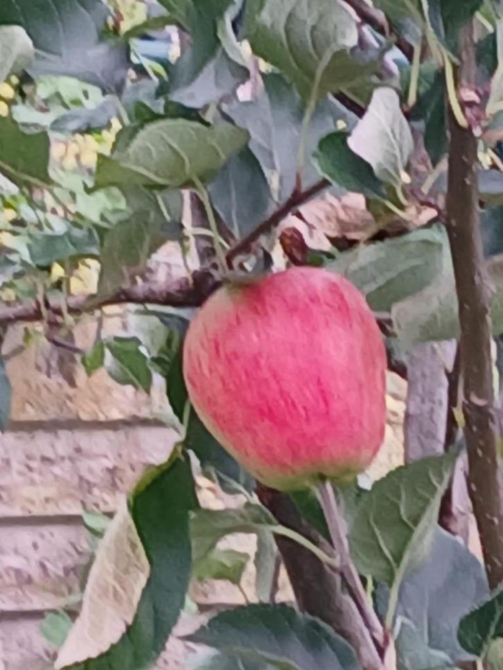 Prachtige appelboom van 3 meter hoog, variëteit Katya, Tuin en Terras, Planten | Fruitbomen, Appelboom, 250 tot 400 cm, Volle zon