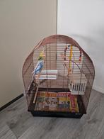 Kooi  met koppeltje parkieten, Dieren en Toebehoren, Vogels | Hokken en Kooien, Ophalen, Zo goed als nieuw, Metaal, Vogelkooi