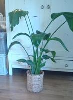 Strelitzia, Huis en Inrichting, Kamerplanten, Groene kamerplant, Ophalen, Overige soorten, 100 tot 150 cm