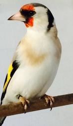 Zaterdag 15 nov.gezellige vogelmarkt  Heerde bij Blauwe Doff, Dieren en Toebehoren, Vogels | Overige Vogels, Mannelijk