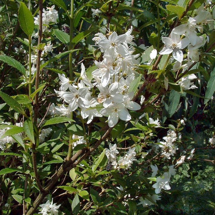 deutzia bruidsbloem struik, Tuin en Terras, Planten | Struiken en Hagen, Struik, Overige soorten, 100 tot 250 cm, Ophalen