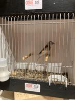 Majoor putter man 2025, Dieren en Toebehoren, Vogels | Overige Vogels, Mannelijk, Wildzangvogel