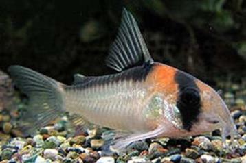 corydoras past in ieder gezeldschap aquarium beschikbaar voor biedingen