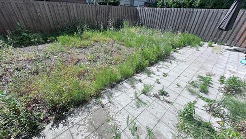 TUINMAN VOOR DE LAAGSTE PRIJSE, Diensten en Vakmensen, Tuinmannen en Stratenmakers, Bestrating, Tuin- of Vijveraanleg, Tuinonderhoud of Snoeiwerk