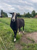 Zwartbles ram, Dieren en Toebehoren, Schapen, Geiten en Varkens, Mannelijk, Schaap