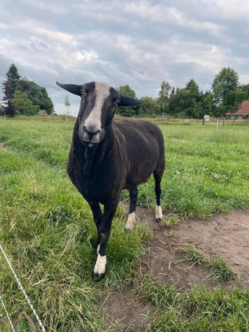 Zwartbles ram, Dieren en Toebehoren, Schapen, Geiten en Varkens, Schaap, Mannelijk