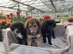 Labrador X Kooiker Pups, Dieren en Toebehoren, Honden | Niet-rashonden, CDV (hondenziekte), 8 tot 15 weken, Meerdere, Meerdere dieren