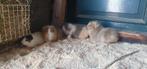 4 cavia vrouwtjes / zeugjes CH Teddy, Vrouwelijk, Cavia, Voor 1 juli 2024