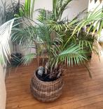 Grote Areca palm - incl. rieten mand, Ophalen, Palm, Halfschaduw, In pot