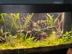 Juwel Vision 180, Dieren en Toebehoren, Vissen | Aquaria en Toebehoren, Ophalen, Zo goed als nieuw, Gevuld zoetwateraquarium