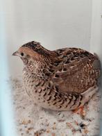 Mooie koppels chinese dwergkwartels natuurbroed, Dieren en Toebehoren, Meerdere dieren, Overige soorten