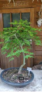 Bonsai Acer Palmatum Katsura Japanse Esdoorn, Halfschaduw, Overige soorten, Lente, Minder dan 100 cm