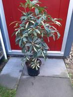 Grote  kamerplant Schefflera, Ophalen, Overige soorten, Volle zon