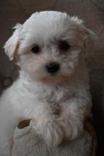 Maltipoo puppy's, Dieren en Toebehoren, Honden | Chihuahua's en Gezelschapshonden, Rabiës (hondsdolheid), Overige rassen, 8 tot 15 weken