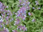 Nepeta faassenii 'Walker's Low' in een P9 pot., Tuin en Terras, Planten | Tuinplanten, Zomer, Vaste plant, Overige soorten, Ophalen