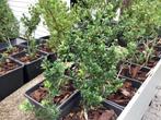 Buxus vervanger. Ilex 34 stuks  Ilex crenata haag struik, Ophalen, Overige soorten, Struik, Minder dan 100 cm