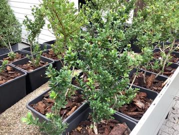 Buxus vervanger. Ilex 34 stuks  Ilex crenata haag struik beschikbaar voor biedingen