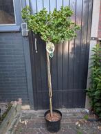 Ginkgo Biloba Mariken Japanse notenboom op stam, Tuin en Terras, Ophalen, Volle zon, Overige soorten, Minder dan 100 cm