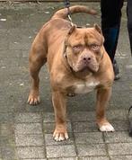 Bully pups, Ophalen of Verzenden, Honden