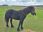 Fell pony Te Koop, Dieren en Toebehoren, Pony's, Meerdere dieren, Recreatiepony, 0 tot 2 jaar