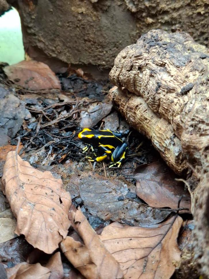 0.0.5 alanis, Dieren en Toebehoren, Reptielen en Amfibieën, Amfibie, 0 tot 2 jaar