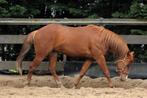 Meerdere Reining Quarter Horses aangeboden, Westernpaard, Meerdere dieren, Minder dan 160 cm, Met stamboom