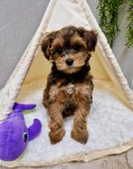 Prachtige boomer x toy poedel pups, Nederland, CDV (hondenziekte), 8 tot 15 weken, Eén hond