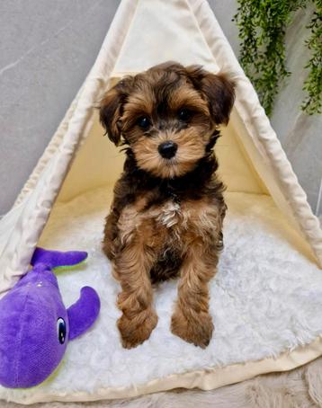 Prachtige boomer x toy poedel pups beschikbaar voor biedingen
