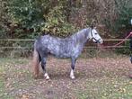 2 welsh ponys, Dieren en Toebehoren, Pony's, Merrie, 3 tot 6 jaar, B pony (1.17m tot 1.27m), Onbeleerd