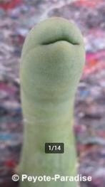 Penis Cactus (dik en kort). De echte Penis plant !, Ophalen of Verzenden, Minder dan 100 cm, In pot, Cactus