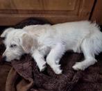 ZEER LIEF JONG TEEFJE BONNY ZOEKT HAAR FAMILIE, Particulier, Rabiës (hondsdolheid), 15 weken tot 1 jaar, Buitenland