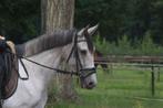 Super lieve 4,5 jarige PRE merrie, Dieren en Toebehoren, Pony's, B, Gechipt, 3 tot 6 jaar, Merrie