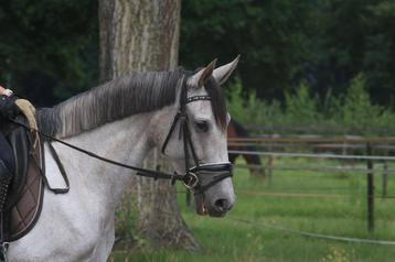 Super lieve 4,5 jarige PRE merrie beschikbaar voor biedingen
