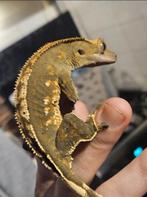 Crested gecko- wimpergekko, Dieren en Toebehoren, Hagedis, 0 tot 2 jaar
