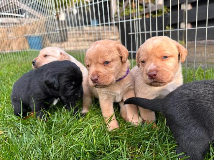 Labrador pups, Dieren en Toebehoren, Honden | Retrievers, Spaniëls en Waterhonden, Meerdere dieren, Labrador retriever, Fokker | Hobbymatig