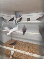 Senegal duiven, Dieren en Toebehoren, Meerdere dieren, Overige soorten