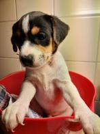 Boerenfox pups, CDV (hondenziekte), 8 tot 15 weken, Meerdere, Meerdere dieren