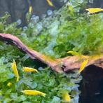 Yellow Gold Stripe garnalen, Kreeft, Krab of Garnaal, Zoetwatervis, Schoolvis