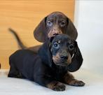 Teckel pups, Dieren en Toebehoren, Nederland, CDV (hondenziekte), 8 tot 15 weken, Korthaar