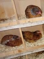 Wyandotte krielen te koop kip, Dieren en Toebehoren, Pluimvee, Vrouwelijk, Kip