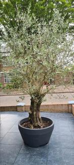Olijfboom, Tuin en Terras, Planten | Bomen, Bloeit niet, 100 tot 250 cm, Olijfboom, Ophalen