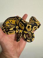 Ball Python Pastel DH Desertghost/Clown, Dieren en Toebehoren, Reptielen en Amfibieën, Slang