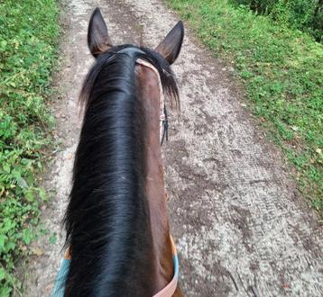 Verzorger/bijrijder aangeboden, verzorgpony/paard gezocht beschikbaar voor biedingen