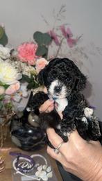 Maltipoo pups, Dieren en Toebehoren, Honden | Niet-rashonden, Reu, 8 tot 15 weken, Parvo, Eén hond