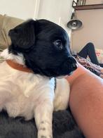 Ras echte fryske stabij pups ( nog 2 reutjes en 1 teefje ), Rabiës (hondsdolheid), Overige rassen, 8 tot 15 weken, Meerdere