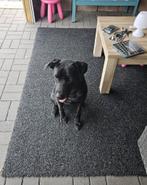 Labrador zoekt nieuwe huisje, Particulier, Buitenland, Teef, Eén hond