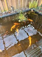 5 koikarpers + 2 steurs 40-60 cm, Karper of Koi